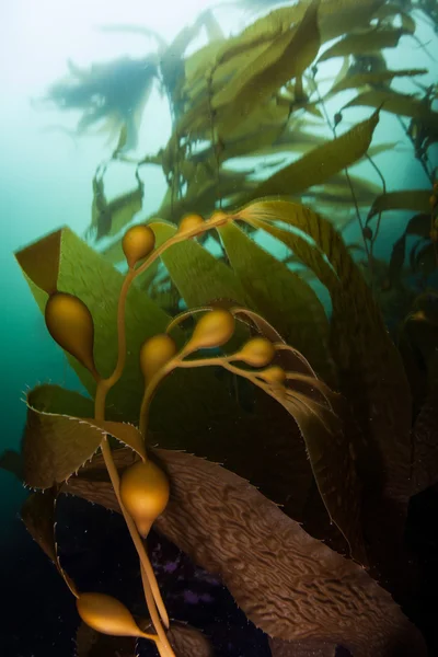 Reuze Kelp in Monterey Bay — Stockfoto