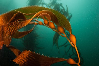 Sualtı büyüyen dev varek