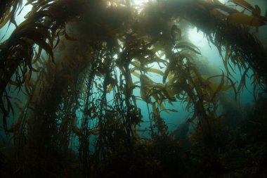 Karanlık sualtı esmer su yosunu ormanının