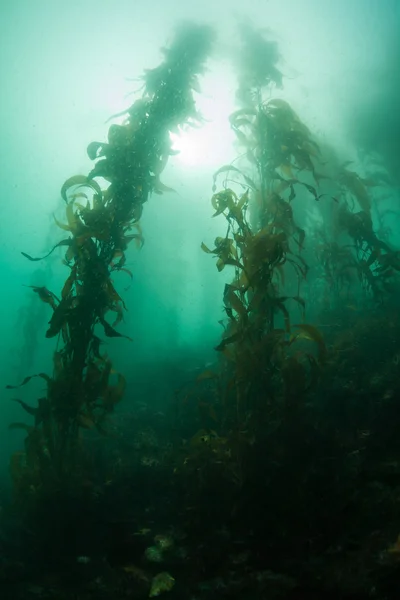 Underwater Forest of Giant Kelp — Stok Foto