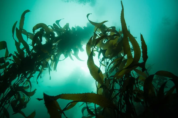 Sinar matahari dan Giant Kelp — Stok Foto