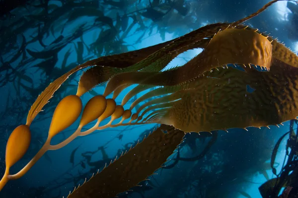 Detail of Giant Kelp — Stock Photo, Image