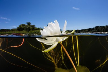 Lily keçe çiçek yeni İngiltere'de göl