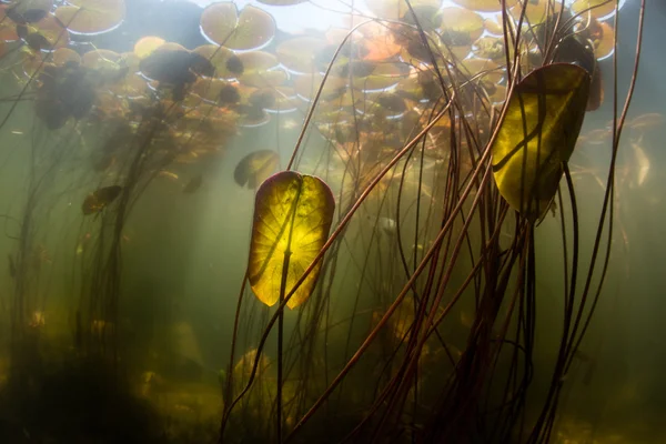 新しいイギリスの湖の光とスイレン — ストック写真