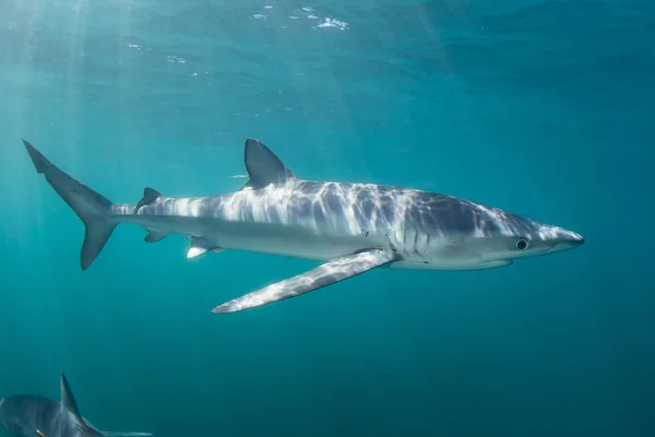 Tiburón azul en aguas poco profundas — Foto de Stock