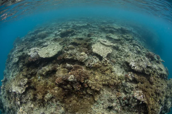 Corales muertos justo debajo de la superficie en Fiji — Foto de Stock