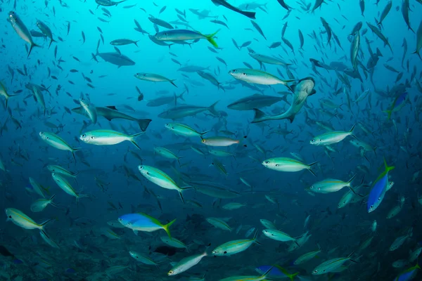 Reef Fish Schooling — Stock Photo, Image