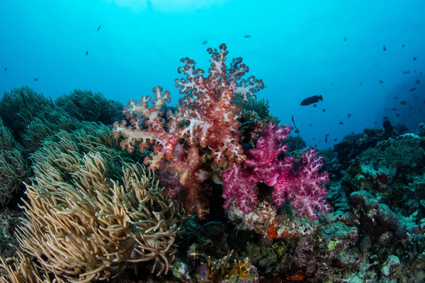在斐济的软珊瑚 — 图库照片