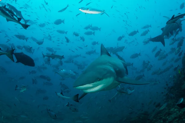 Bull Shark a ryby — Stock fotografie