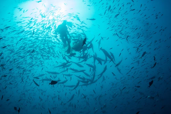 Plongée et poisson en Fidji — Photo