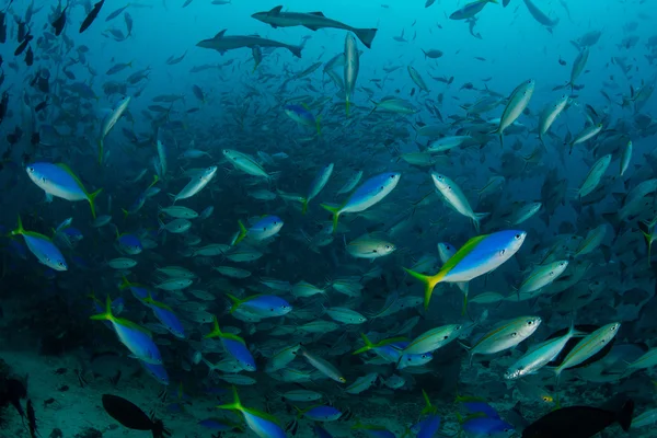 Reef Fish Schooling en eau bleue — Photo