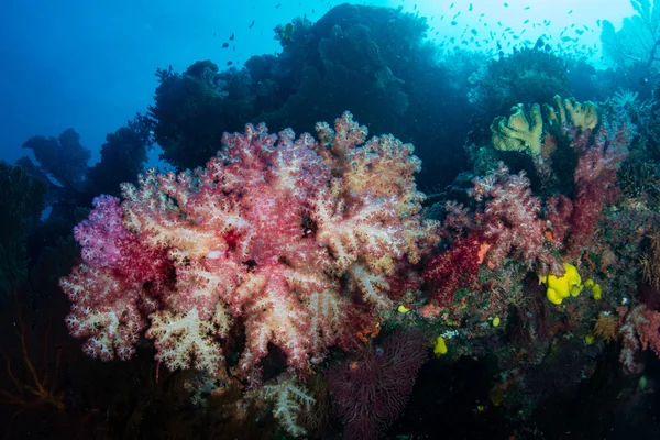 밝고 부드러운 산호와 암초 — 스톡 사진