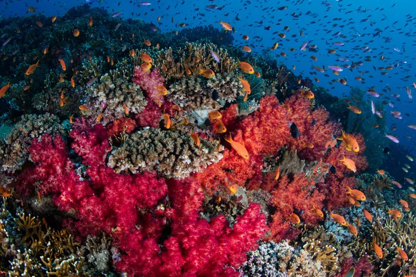 Útesové ryby a barevné korály — Stock fotografie