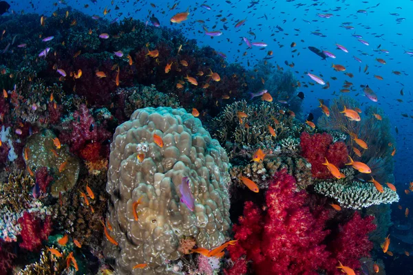 五颜六色的鱼和健康、 多彩的珊瑚礁 — 图库照片