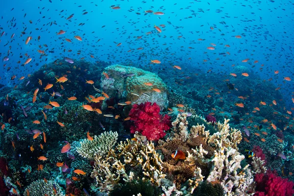 남태평양에 있는 건강 한 산호초 — 스톡 사진