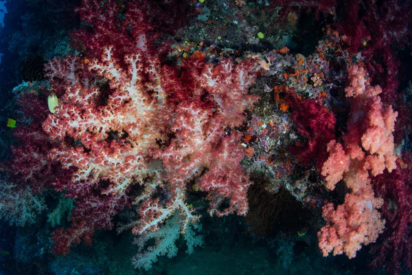 Мягкие кораллы на живом рифе — стоковое фото