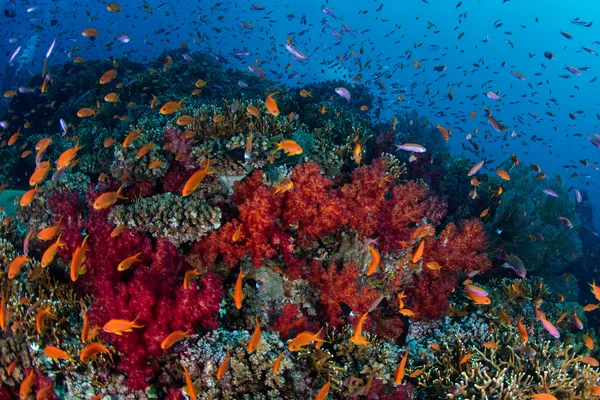 Kolorowych ryb i koralowców w Fidżi — Zdjęcie stockowe