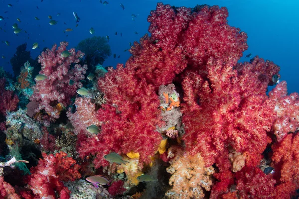 Brightly Colored Corals — Stock Photo, Image