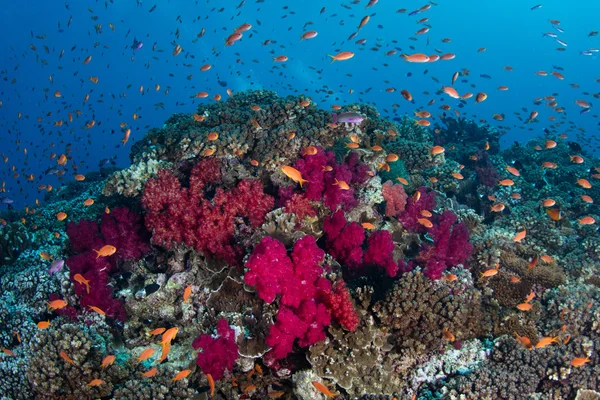Kolorowa rafa ryba Pacyfiku — Zdjęcie stockowe