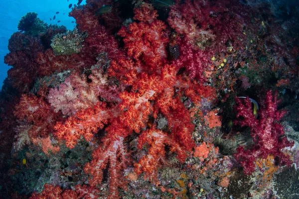 Vibrant coraux mous — Photo