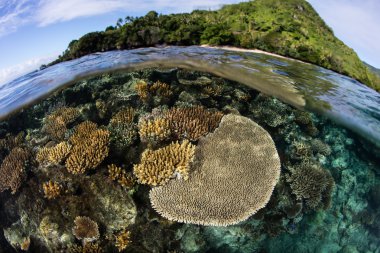 Beqa Adası ve mercan kayalığı Fiji