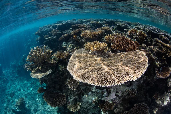 Reef-Building Corals in Fiji — Stock Photo, Image