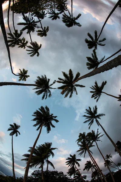 Kókuszpálmafák és égbolt — Stock Fotó