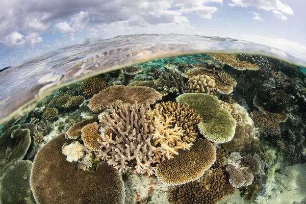 Дрібні корали на Фіджі — стокове фото