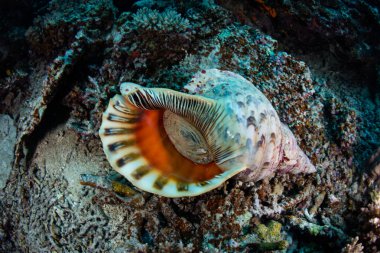 Triton trompet kabuk su altında