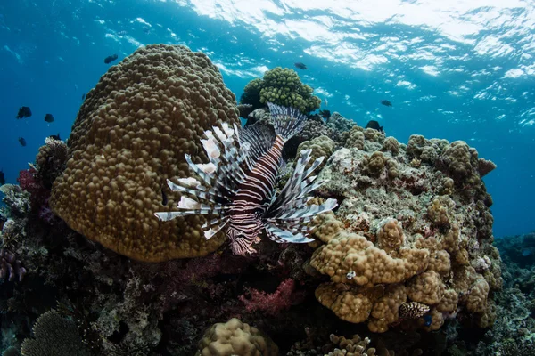 Lionfish and Reef in Fiji — Stock Photo, Image