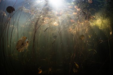 Zambak yastıkları ve güneş ışığı