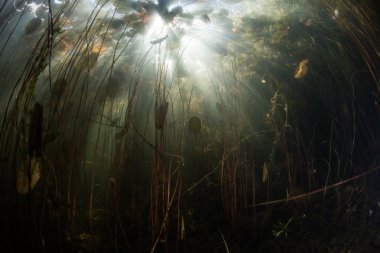 Tatlısu Gölü sualtı sahne 