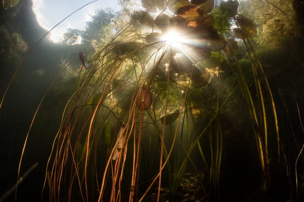 Sunlight and Aquatic Vegetation in Lake — Stock Photo, Image