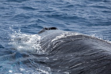 Kambur balina, okyanus yüzeyinin