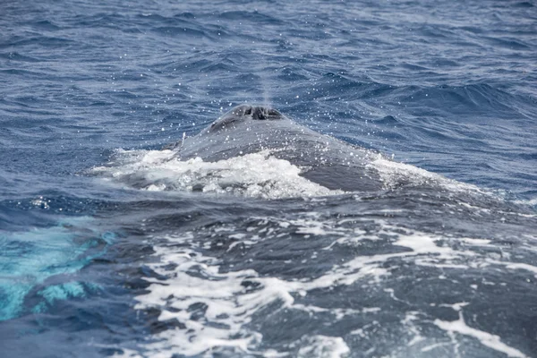 Baleine à bosse souffle à la surface — Photo