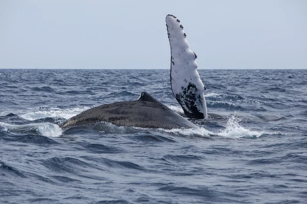 Горбатые киты играют на поверхности океана — стоковое фото