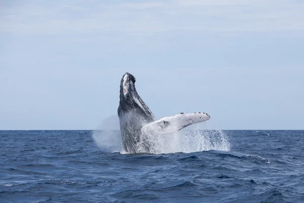 Humpback Whale Breaching — Stock Photo, Image