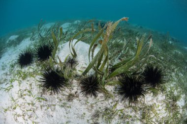 Black, Spiny Urchins and Seagrass in Indonesia clipart
