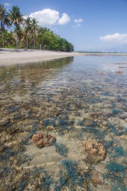 Tropikal plaj ve gelgit havuzu Endonezya