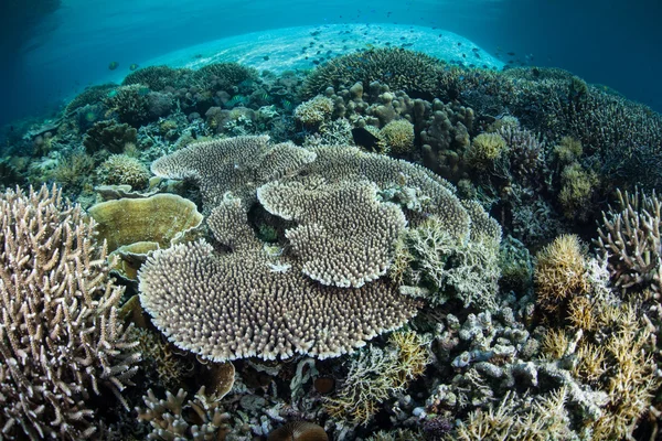 Récif corallien peu profond et sain — Photo