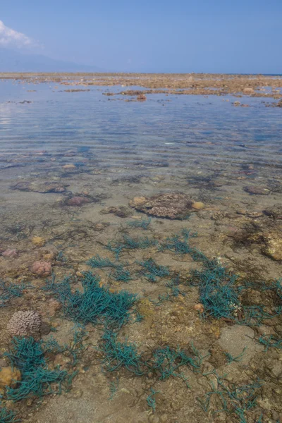 Recife de Coral Exposto em Flores, Indonésia — Fotografia de Stock