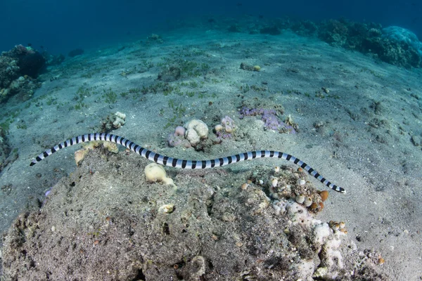 Banded zee Snake zwemmen Over de zeebodem — Stockfoto