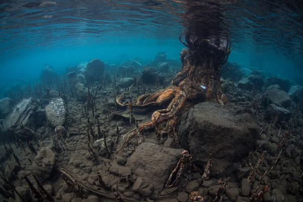 Mangrovenwald unter Wasser in Indonesien — Stockfoto