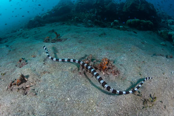 Banded slang aal zwemmen — Stockfoto