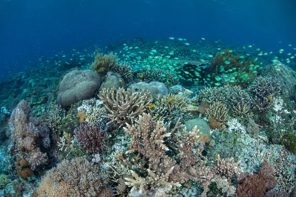 Damigella e bellissima barriera corallina — Foto Stock
