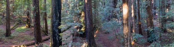 Сонячне Світло Потрапляє Темряву Лісу Дерев Редвуда Sequoia Sempervirens Північній — стокове фото