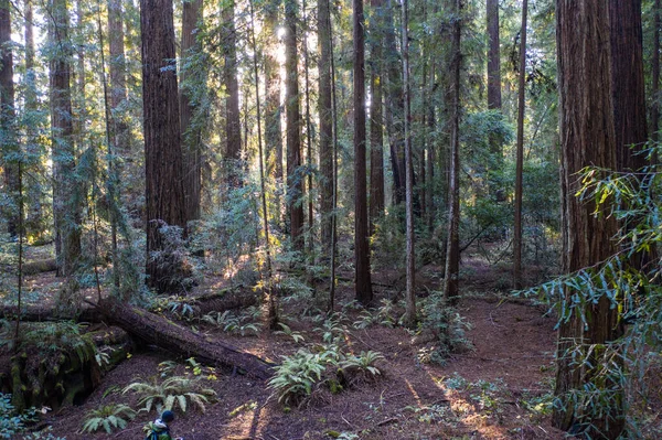 Ljus Solljus Går Ner Mörkret Skog Redwood Träd Sequoia Sempervirens — Stockfoto