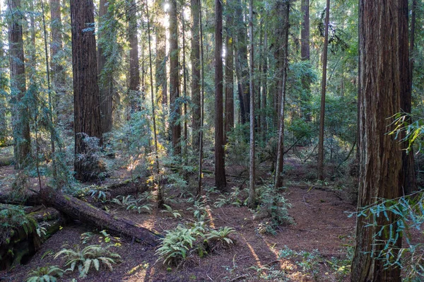 Сонячне Світло Потрапляє Темряву Лісу Дерев Редвуда Sequoia Sempervirens Північній — стокове фото