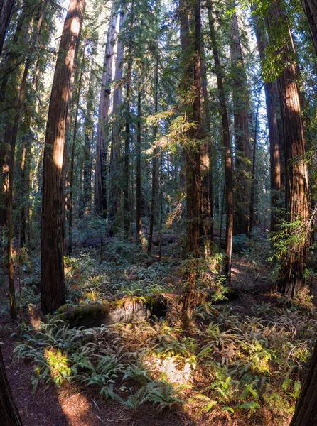 太陽の光は 北カリフォルニアのレッドウッドの森 セコイア セパーヴィレンの暗闇に降ります レッドウッドは地球上で最大の木で絶滅危惧種です — ストック写真