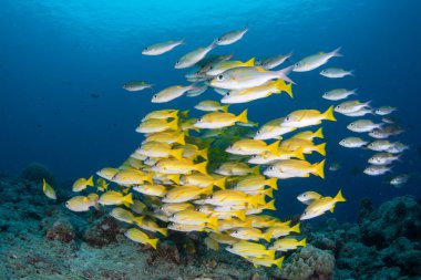 Palau Cumhuriyeti 'ndeki derin bir mercan resifinin üzerinde renkli levrek sürüsü geziniyor. Bu tropikal ada ulusu olağanüstü deniz yaşamı ve güzel kaya adalarıyla ünlüdür..